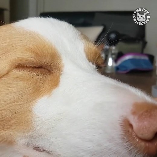 242K views · 6.3K reactions | What's the coolest dog trick you've ever seen? | The Pet Collective | Facebook