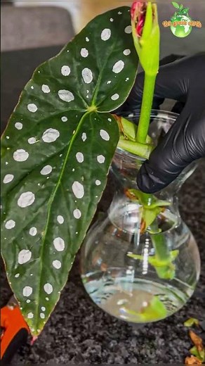 Houseplant Water Propagation : Begonia Maculata #houseplant #begonia #thegreenearth