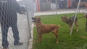 A shelter dog in Downey was excited to see her family, but volunteers learned they didn't want her back. In fact, volunteers said they were there looking for another dog. But thankfully this story has a happy ending for Zuzu: http://abc7.la/2gNAOus | ABC7