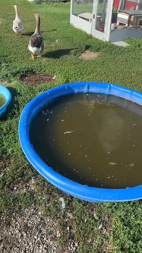 Another day another goose pool to clean… #goose #geese #gooses #sillygoose #chickenschmidtfarms #farmchores #fyp #reels #backyardflock #pool #goosepool | Chicken Schmidt Farms