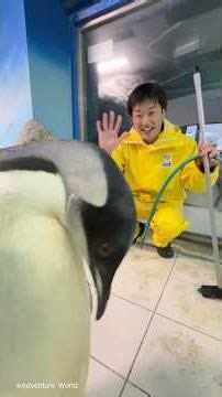 How is Emperor Penguin No. 44 doing lately...? #AdventureWorld