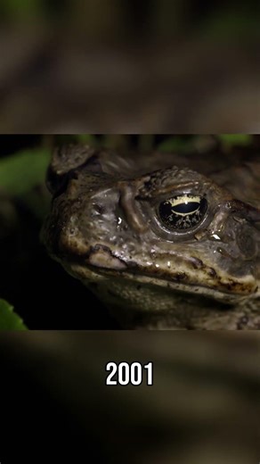 Toxic Cane Toads Devastate Northern Quoll Survival | Outback Rangers