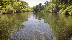417 reactions · 75 shares | It’s Weeki Wednesday! Here are six tips to help protect the Weeki Wachee River. | Southwest Florida Water Management District | Facebook