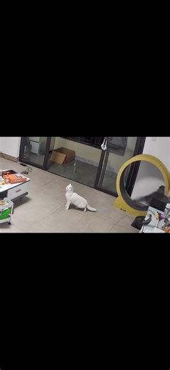 Maine Coon Cat's Parkour Daily Life #cute#fyp #cat#mainecoon