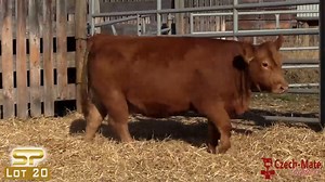 Lot 20 - Czech Mate SimPower 2021.mp4