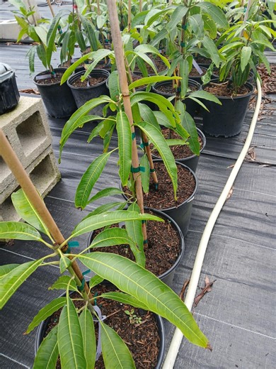 Neelum Mango Tree - Grafted 3 Gallon - Etsy