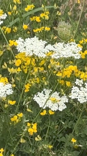 Appreciating small things in life 🐝🌷 Hi Canada! #RustValleyRestorers is back for Season 5. Stay Tuned September 19 on @HistoryCA and streaming on @STACKTV. Don’t miss new episodes every Thursday at 9 P.M. ET/PT! HISTORY STACKTV #rustbros #rustvalleyrestorers #mikehall #wildmangarage #RustBrosCoast2Coast #rustbrosroadtrip2024 #rustbrostour2024 #LifeWellCrafted #Fredericton #ExploreNB #NapaFredericton #RiverviewFord #Picaroons #Fredrod #classiccar #nature | Rust Bros Restorations