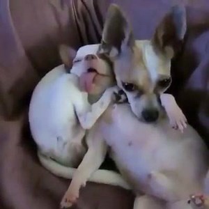 182K views · 2.9K reactions | When you need to help your drunk friend... | Animal Lovers | Facebook