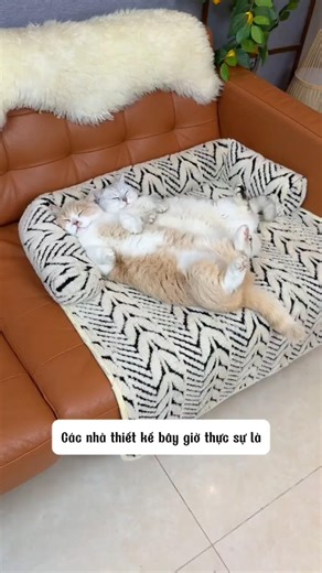 đồ dùng hữu ích cho mèo cưng nhà bạn đây