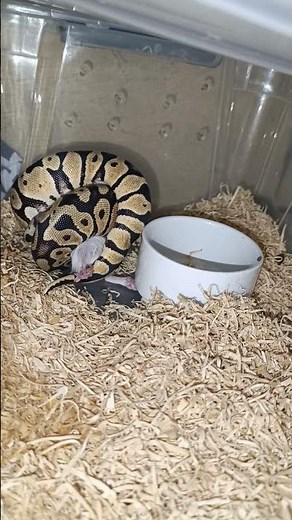 #ballpython constricting prey