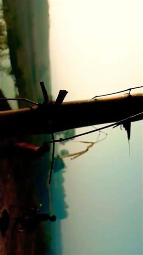 _“Epic 15‑Second Challenge That’ll Blow Your Mind! #Shorts”_ #entertainment #love #yt #ytshorts