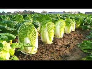 HOW To Grow Chinese Cabbage From Seed 🥬| Knowing This Will CHANGE Your Look At Cabbage FOR EVER!