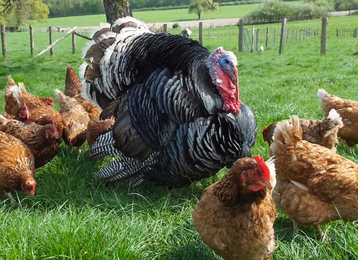 Élevage de dindons : astuces pour une basse-cour réussie !