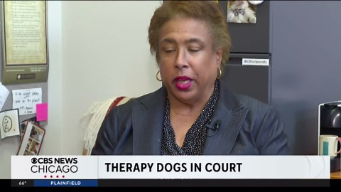 Shelter dogs trained by Cook County Jail inmates visit domestic violence courthouse as therapy dogs
