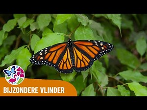 Een vlinder met een bijzonder verhaal - De Monarchvlinder