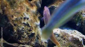 Mediterranean rainbow wrasse (Coris julis) males and females between rocks