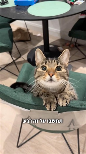 מה שלא ידעתם על אילוף חתולים 🐈 #חתול #חתולים