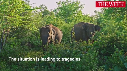 What Are The Reasons For Human-Elephant Conflict In Sri Lanka?
