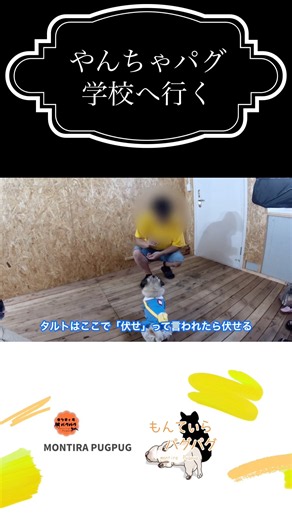 やんちゃパグ#pug #しつけ