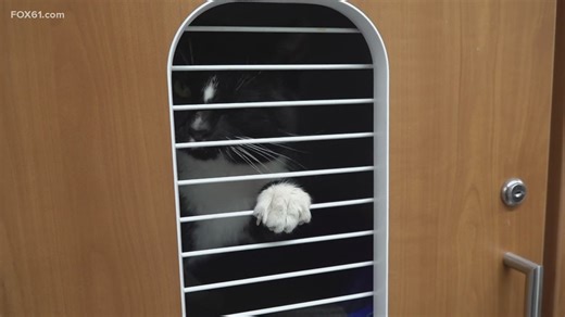 State highlights link between animal cruelty and domestic violence