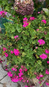 122K views · 2.3K reactions | ¿Por que se secan los geranios o novios? #plantas #jardin #geranios | Jardín De La Chita | Facebook