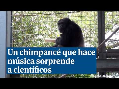 Un chimpancé que canta y toca la batería sorprende a la ciencia