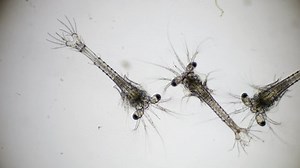 Shrimp Larvae Under Microscope Zoea Larva: стоковое видео (без лицензионных платежей), 1087792717 | Shutterstock