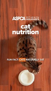 163 reactions | Wondering how to feed your cat for optimal health and...
