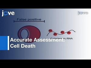 Modified Annexin V/Propidium Iodide Apoptosis Assay: Assessment Of Cell Death l Protocol Preview