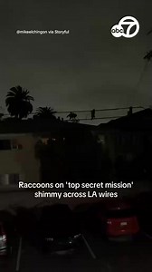 Cue Mission Impossible theme music. A gaze of raccoons was recently spotted shimmying across utility wires in a Los Angeles neighborhood. Michael Sadri posted the video to Instagram, saying it was like the raccoons were on a "top secret mission." https://abc7ne.ws/2Lu50ZT | ABC7 News