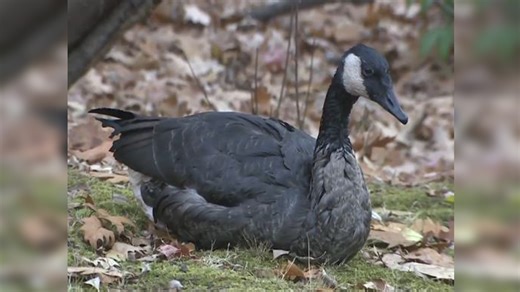 Clean up system in place after Muddy River oil spill, dozens of birds cleaned