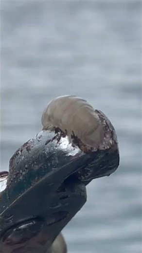 Creepy Ocean Sea Louse. Sea lice are parasites that eat the blood, mucus and flesh of fish.