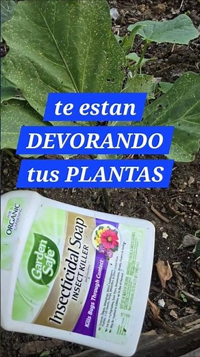¿Los insectos se están devorando tus plantas? 🐛🌿 #Insectos #Plantas #huerto