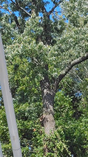 13 reactions | Eli’s Tree Service provides fast, affordable, and professional tree removal in Kansas City, MO and surrounding areas.  Whether you need emergency storm cleanup, stump grinding, tree trimming, or complete tree removal, our crew is available 24/7. We use heavy-duty equipment to safely handle any job, big or small, and we work directly with insurance when storm damage strikes. Call 816-686-7583 today for a free estimate and trusted local service! | Eli Whitfield | Facebook