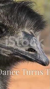 Emu Attack: The Wild Encounter! #EmuAttack#WildlifeDocumentary#NatureEncounters#WildlifeConservation