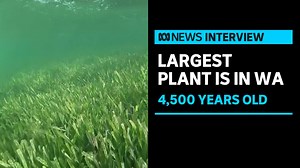 4.9K views · 95 reactions | Researchers in Western Australia have discovered the world's largest plant. It's four and a half thousand years old and stretches over more than 180 kilometres. Host of The Science Show on RN, Robyn Williams, talks about his 50th year milestone of science broadcasting and the plant’s massive CO2 absorption. | ABC News | Facebook