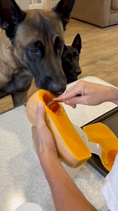 Dogs Help Make Butternut Squash Treat #dogmom #doglover #dogtreats #smartdog Recipe: https://www.ebay.com/itm/197026434720?mkcid=16&mkevt=1&mkrid=711-127632-2357-0&ssspo=jucji4sjs4w&sssrc=2051273&ssuid=jucji4sjs4w&var=&widget_ver=artemis&media=COPY | Neu County