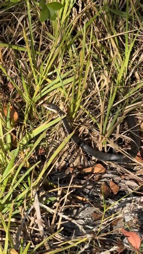 Check out this beautiful constrictor, one of the longest black racers of I have ever seen. Unlike Burmese pythons (also constrictors), this native snake is super beneficial to our ecosystem. Black racers keep your yard clean of mice, lizards, insects, spiders and amphibians, including poisonous bufo toads that can kill your pets. Native black racers play a critical role in our ecosystem by controlling rodents. Southern black racers are not venomous; they are constrictors (yet more likely to smas