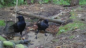 A few crows hanging out down by at the stream this morning! I rarely see them down there so this was fun! It spooks them a little when the water comes on but then two of them are just hanging out and picking stuff out of the stream :) #birds #crows #birdlovers #nature #wildlife #birdsy #birdphotography | The Bird Perch