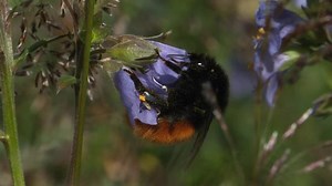 File:ID15283 - Alpehumle - Bombus alpinus.webm - Wikimedia Commons