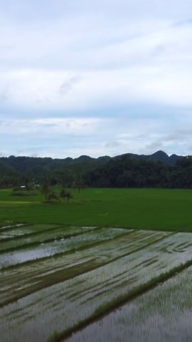 Inside a Filipino Rice Plantation: A Day in the Fields
