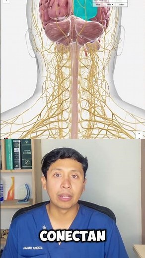 Sistema Nervioso Central vs Periférico #medicina #anatomiafacil #sistemanervioso #neuroanatomia