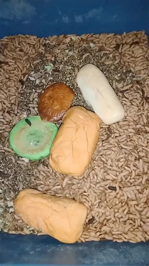 #maggotfeeding #satisfyingvideo #asmr #maggotbsf #maggotsvsfood