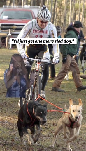3.9K views · 44 reactions | NEVER get that first sled dog  #mushing #musher #sleddogs #workingdogs #bikejoring | Endurance Kennels LLC | Facebook