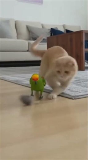 Chasing Birds: Cat's Playful Pursuit of Running Birds