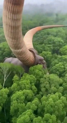 Discovering a Giant Bull-Like Creature in the Amazon