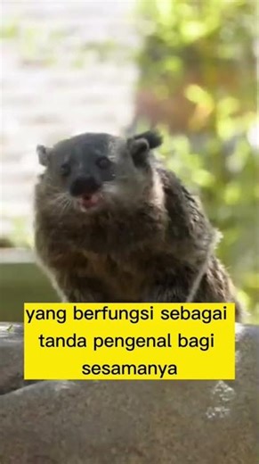 BINTURONG, the cat bear from Java?