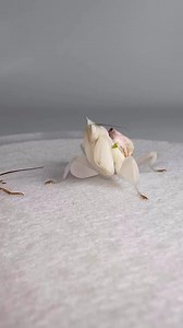 mantis eating cockroach! mukbang na this 😋 | Prehistory, Nature and Science