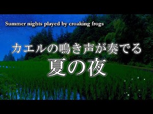 [Nature Sound BGM] Summer night played by croaking frogs