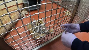 12K views · 534 reactions | Tune in for a behind-the-scenes update on Cleveland Metroparks Zoo’s tiger cub trio and their development! The cubs are continuing to grow, and showcase new behaviors. It won’t be long before guests can visit the trio at their home at the Zoo’s Rosebrough Tiger Passage. | Cleveland Metroparks Zoo | Facebook